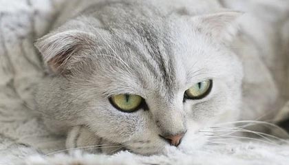 爱游戏中国官方网站平台-逆转游泳项目决赛改写赛会纪录，逆水游泳