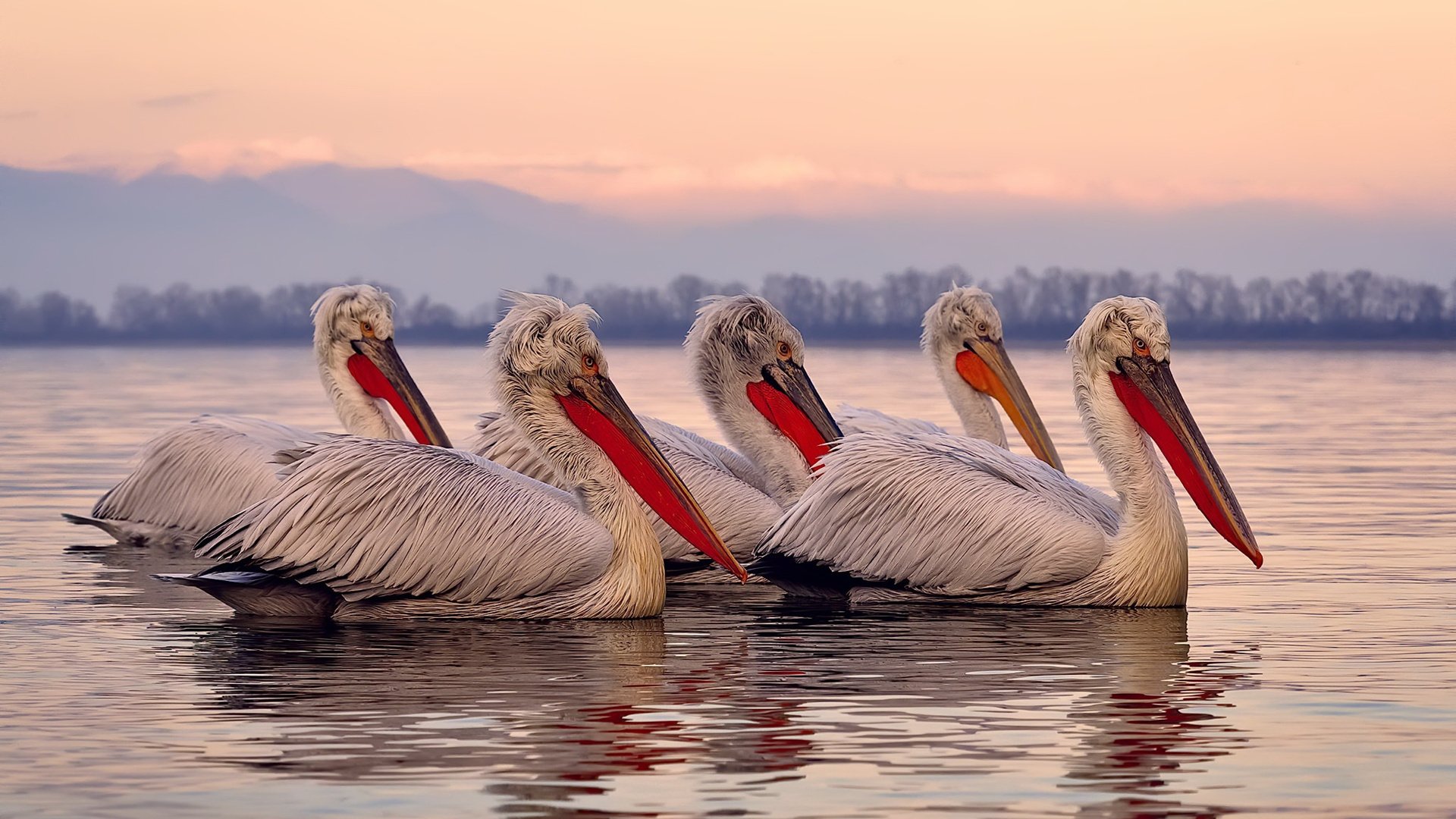 【特劳特的领袖风范】天使队明星持续引领球队走向胜利,天使莱特