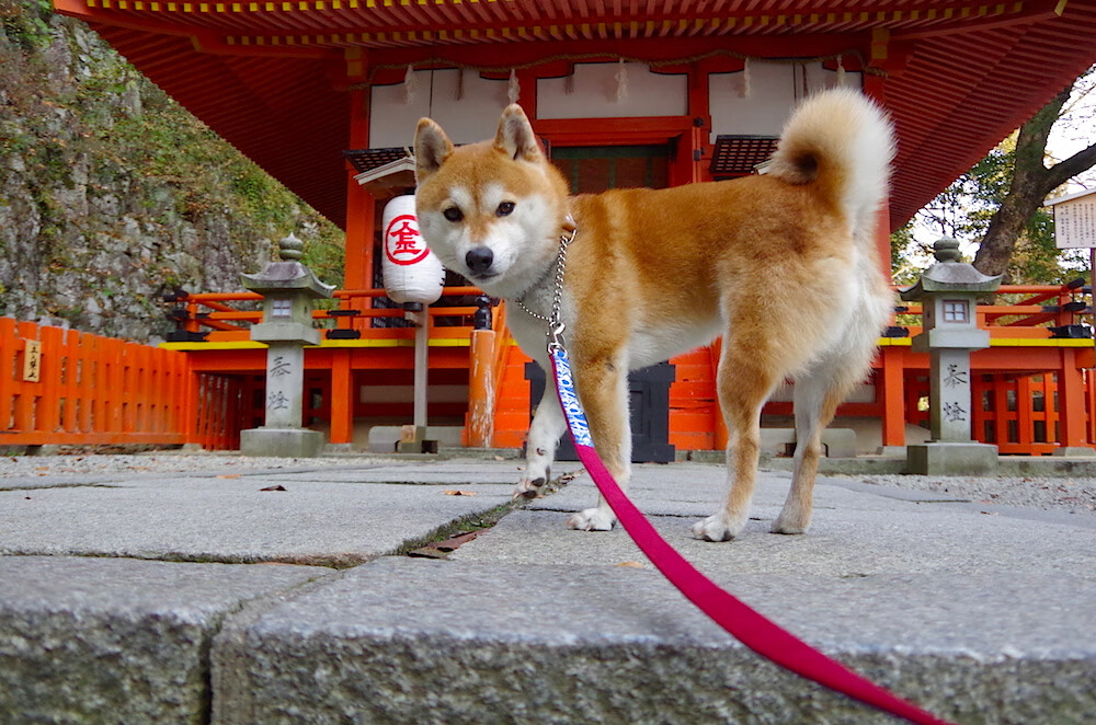 巴西女足在奥运会小组赛中以2-1战胜日本,巴西女足奥运成绩