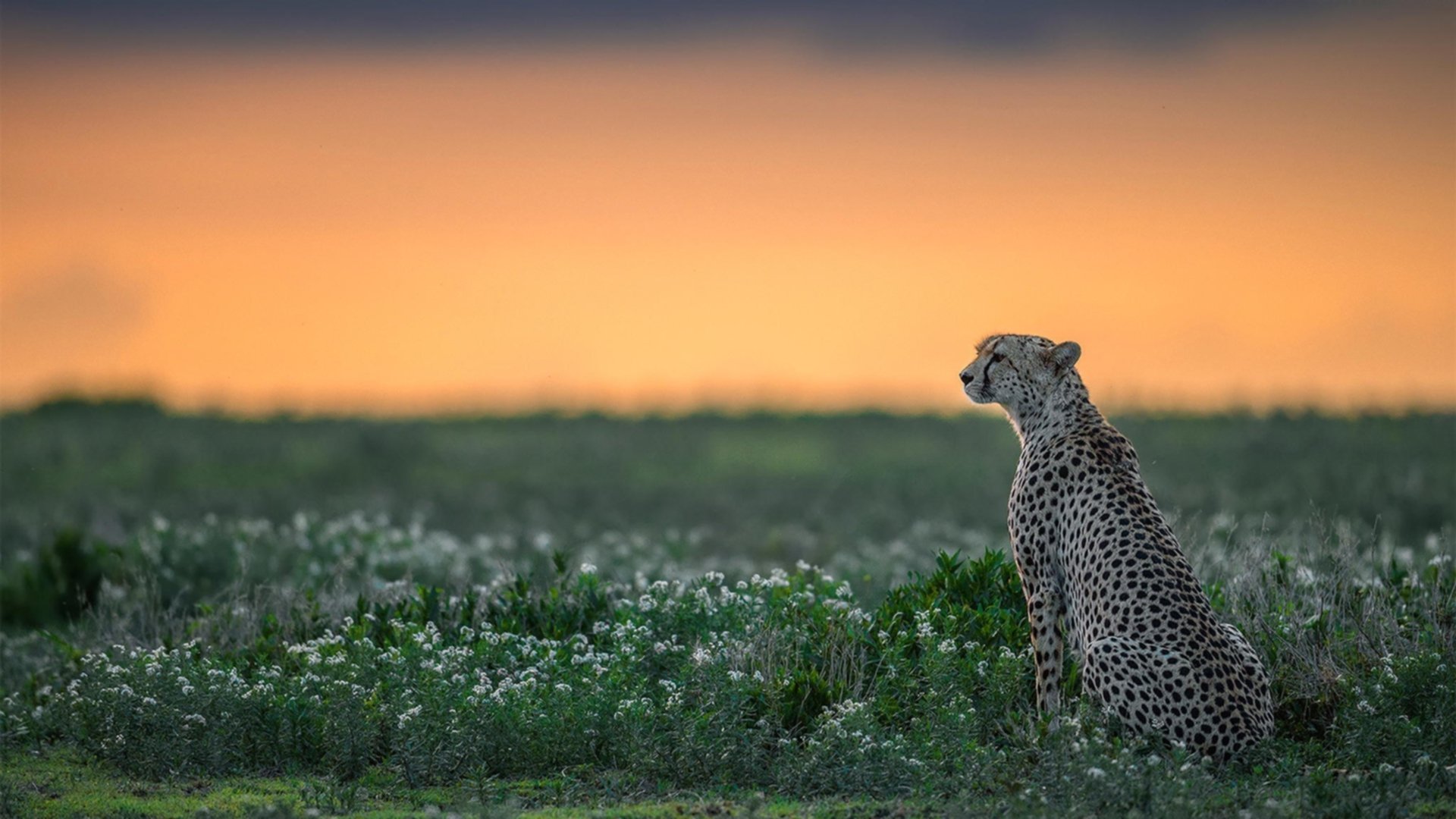 欧洲足球的顶级盛宴:欧冠的光辉岁月,欧洲杯足球冠军排名