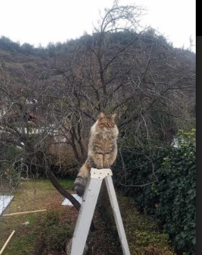 爱游戏综合娱乐-紧张刺激：王强最后一秒三分绝杀，场内欢呼！，王强最后9小时