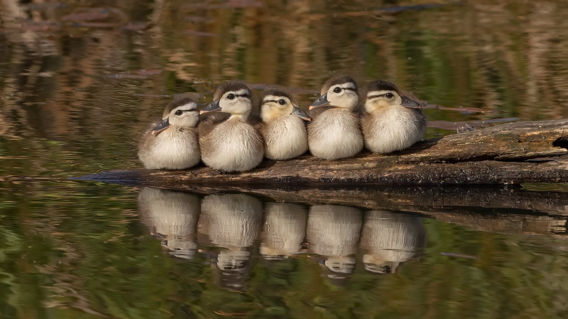 爱游戏综合娱乐-训练营故事：未来顶级球员的成长足迹，nba球星的训练营
