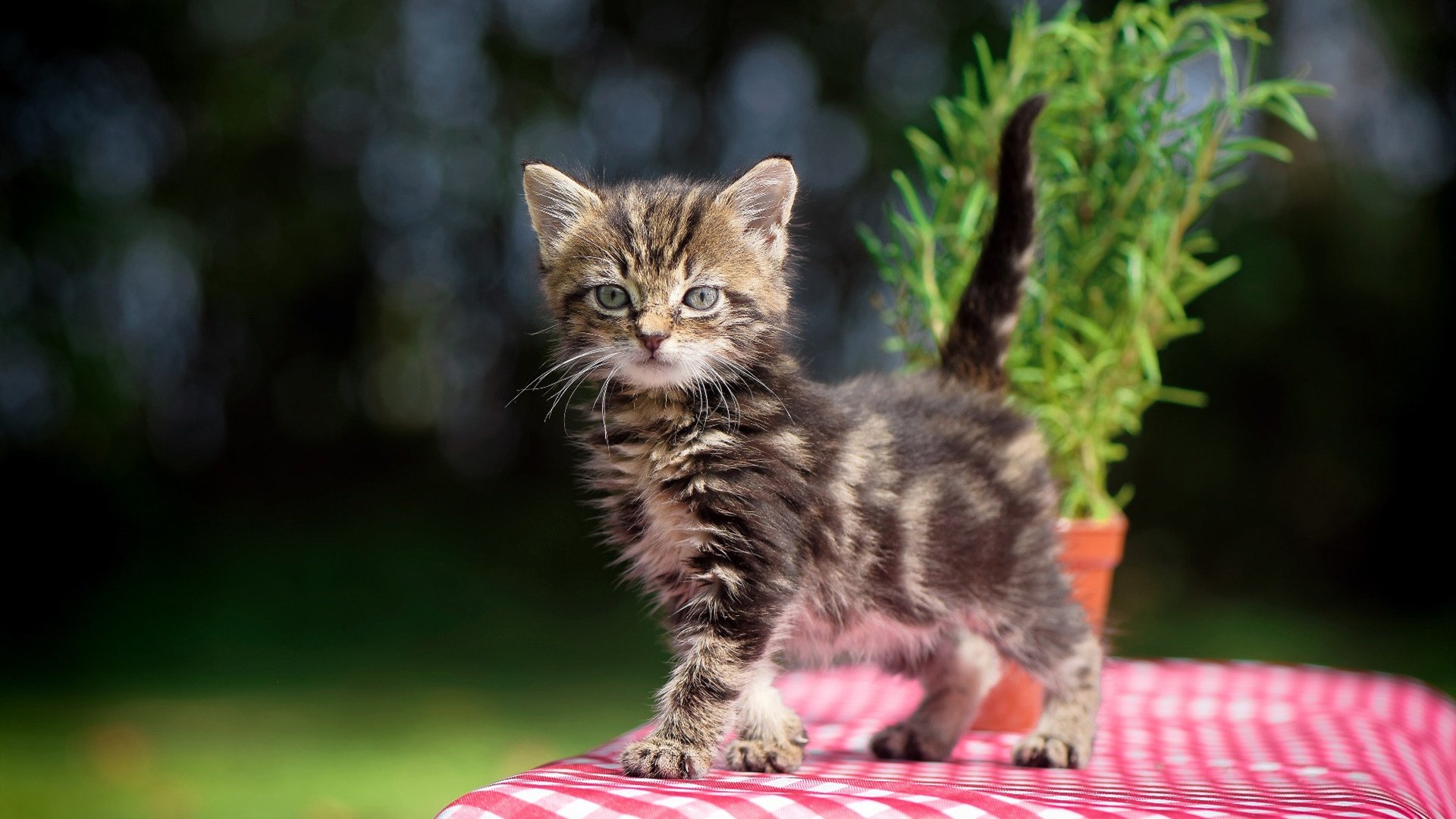 足球场新建设计亮点,提升比赛体验,足球场建设方案