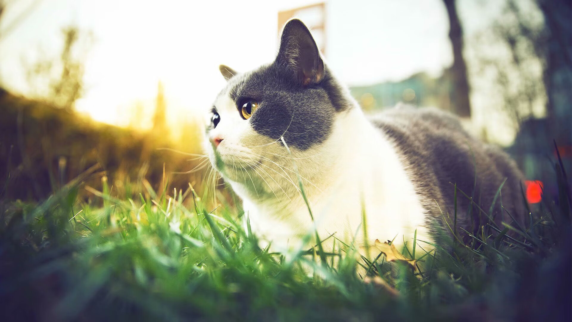 爱游戏体育APP下载-RNG迎来关键补强新援，rng上路替补