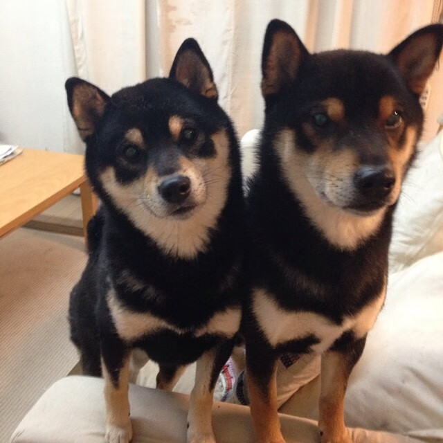 爱游戏娱乐-印度球员在国际篮球比赛中获得认可，印度篮球队什么水平