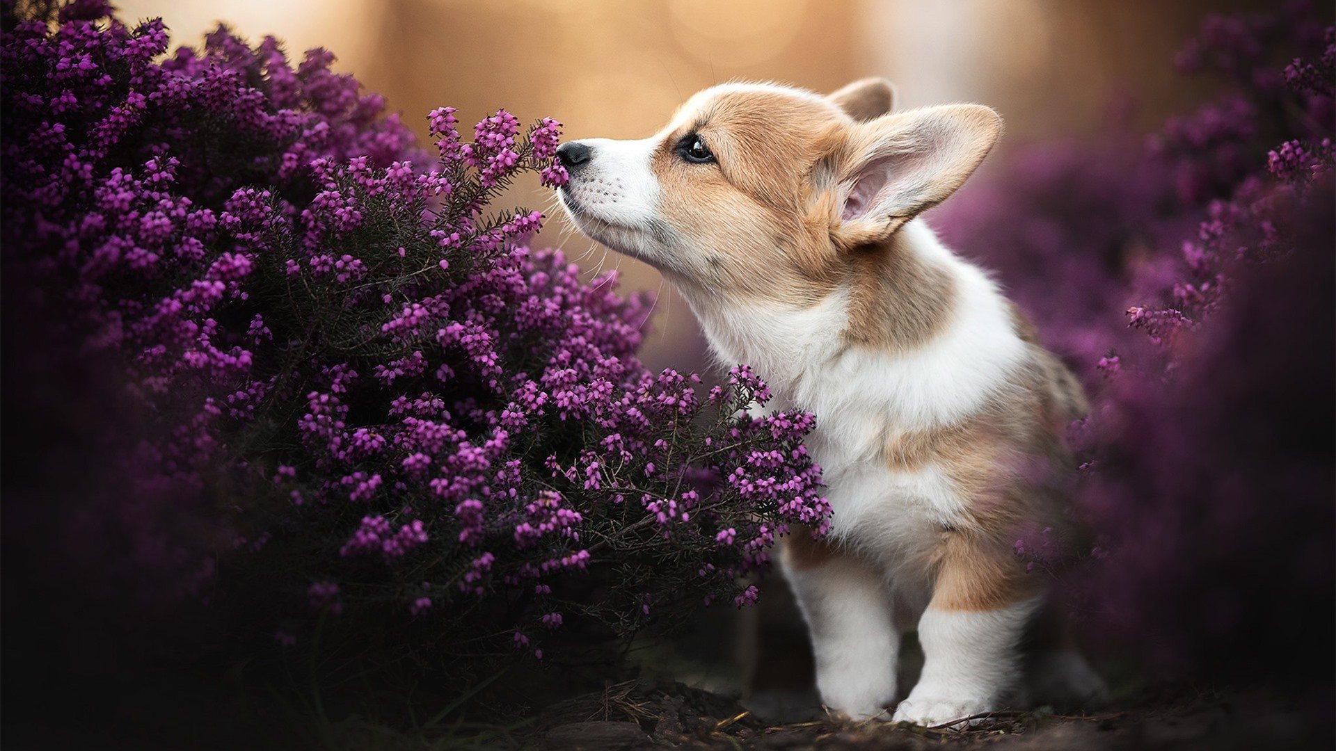 斯洛伐克胜苏格兰,欧洲国家联赛积分榜领先,斯洛伐克欧预赛成绩