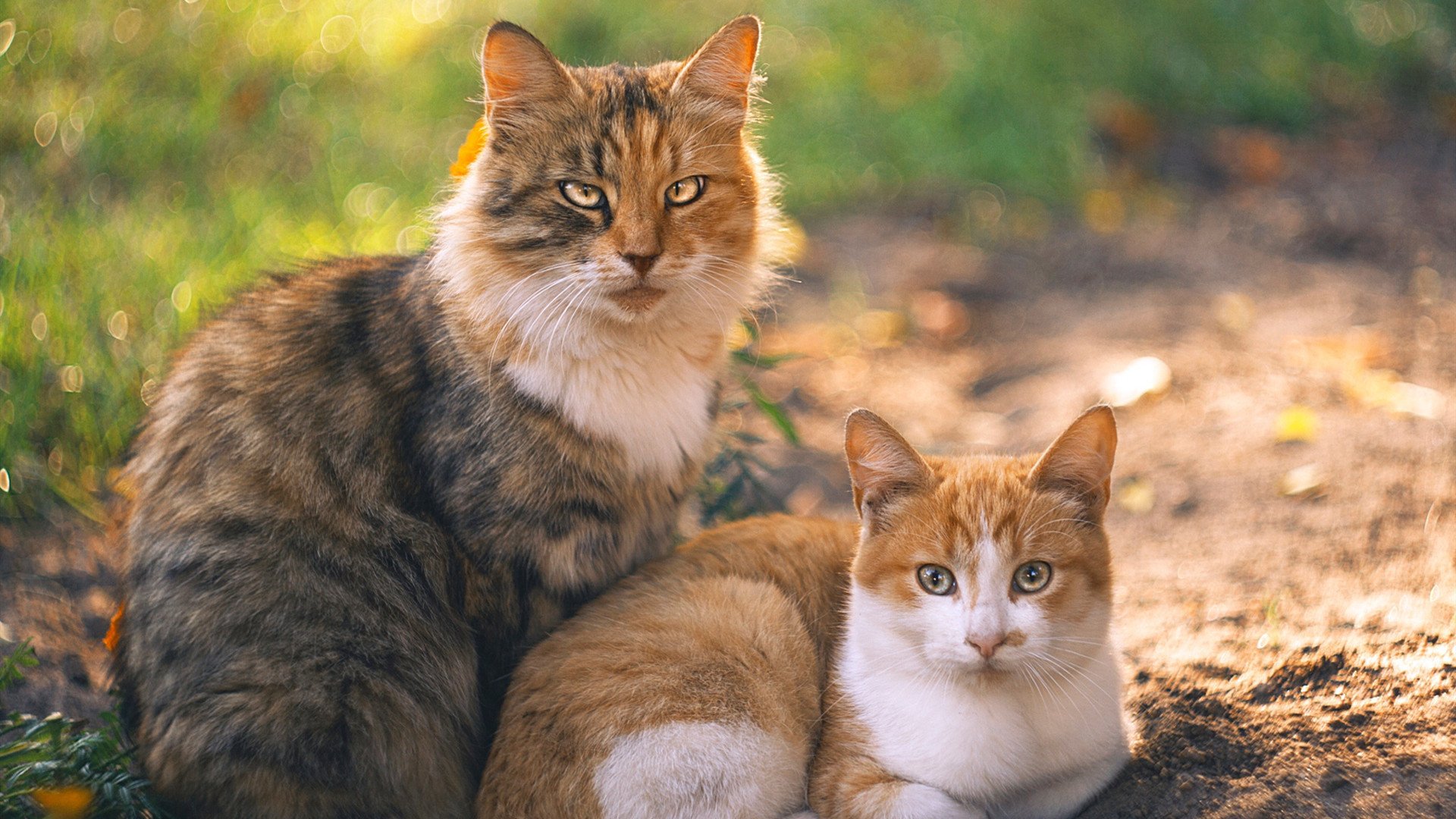 AYX GAMING-步行者击败太阳，常规赛巅峰对决中哈利伯顿创下生涯新高，哈利伯顿选秀报告