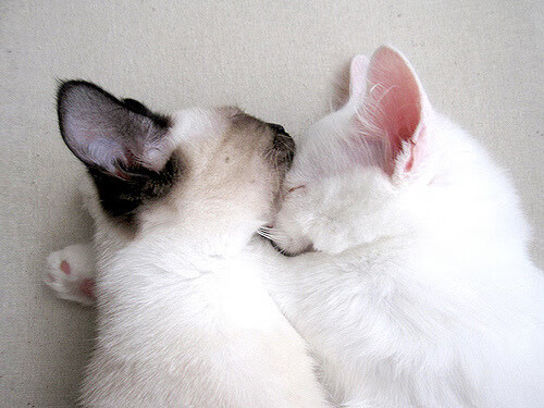 爱游戏下载-沃特福德锋线组合默契，黄蜂军团盼重返巅峰，沃特福德近期战绩