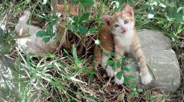 爱游戏官方网站-电竞职业选手合同谈判中的法律风险及应对措施，电竞行业合同纠纷