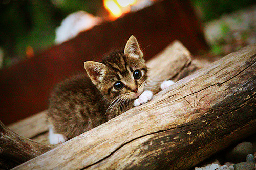 电竞职业选手合同谈判中的法律风险及应对措施,电竞行业合同纠纷