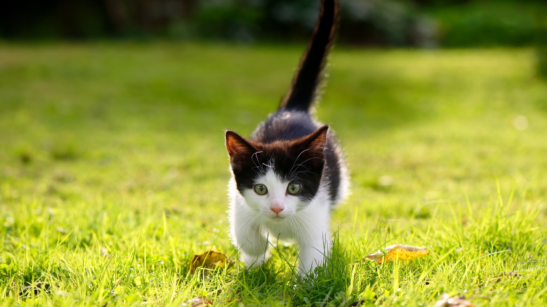 爱游戏app-纽伦堡获得一场胜利，助力排名上升，纽伦堡ds