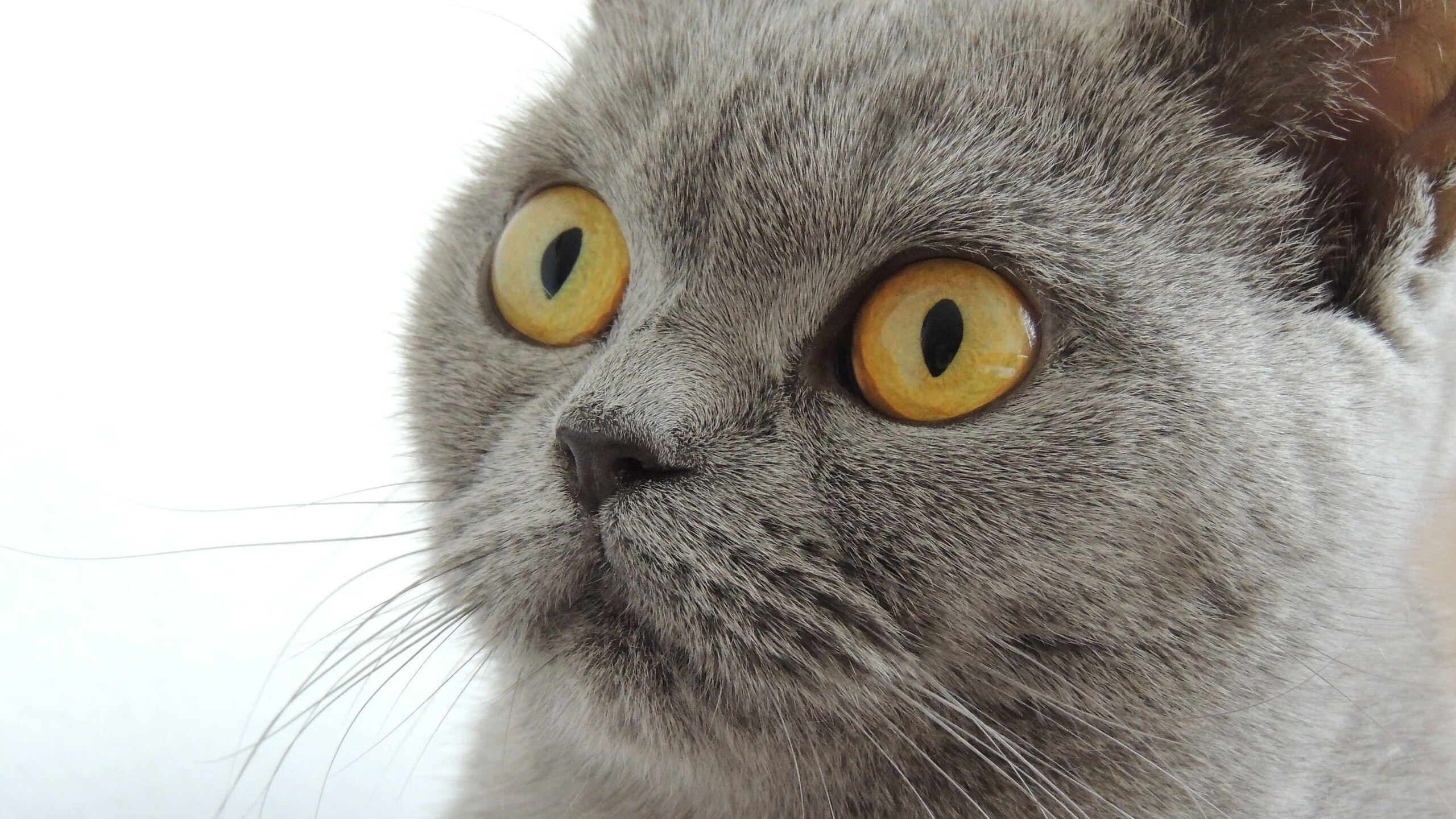 里昂队客场大胜,稳坐积分榜前列,里昂队首发阵容