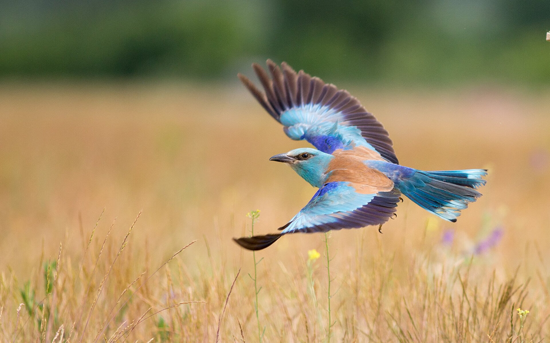 阿德莱德联士气高昂,连胜晋级四强,阿德莱德联足球俱乐部
