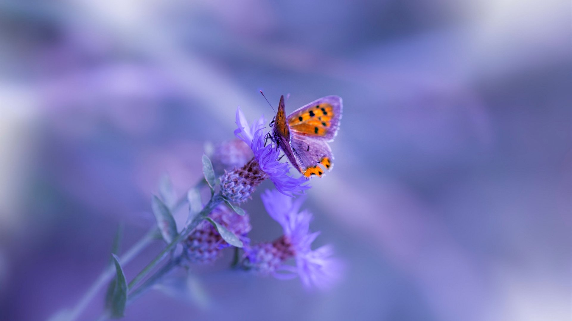 韩国羽毛球队世界排名上升,韩国羽毛球实力