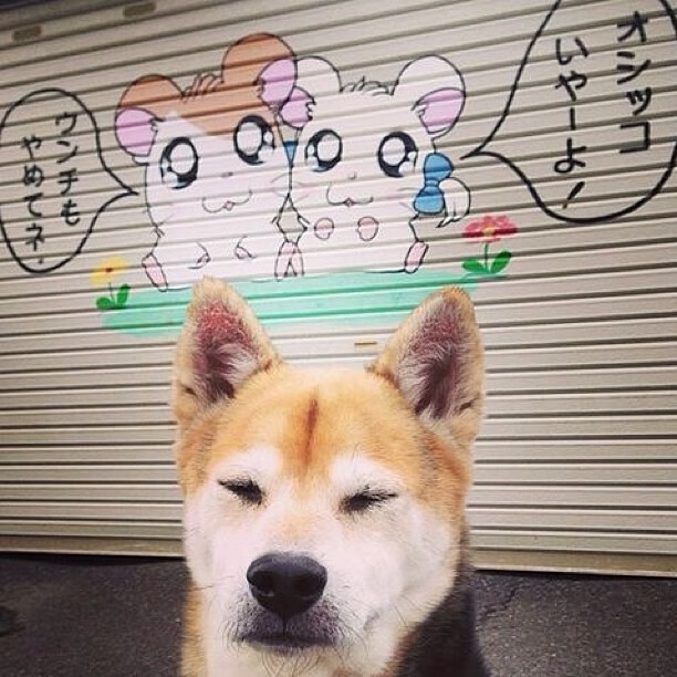 NBA赛季篮板王球员分析,nba篮板王现役