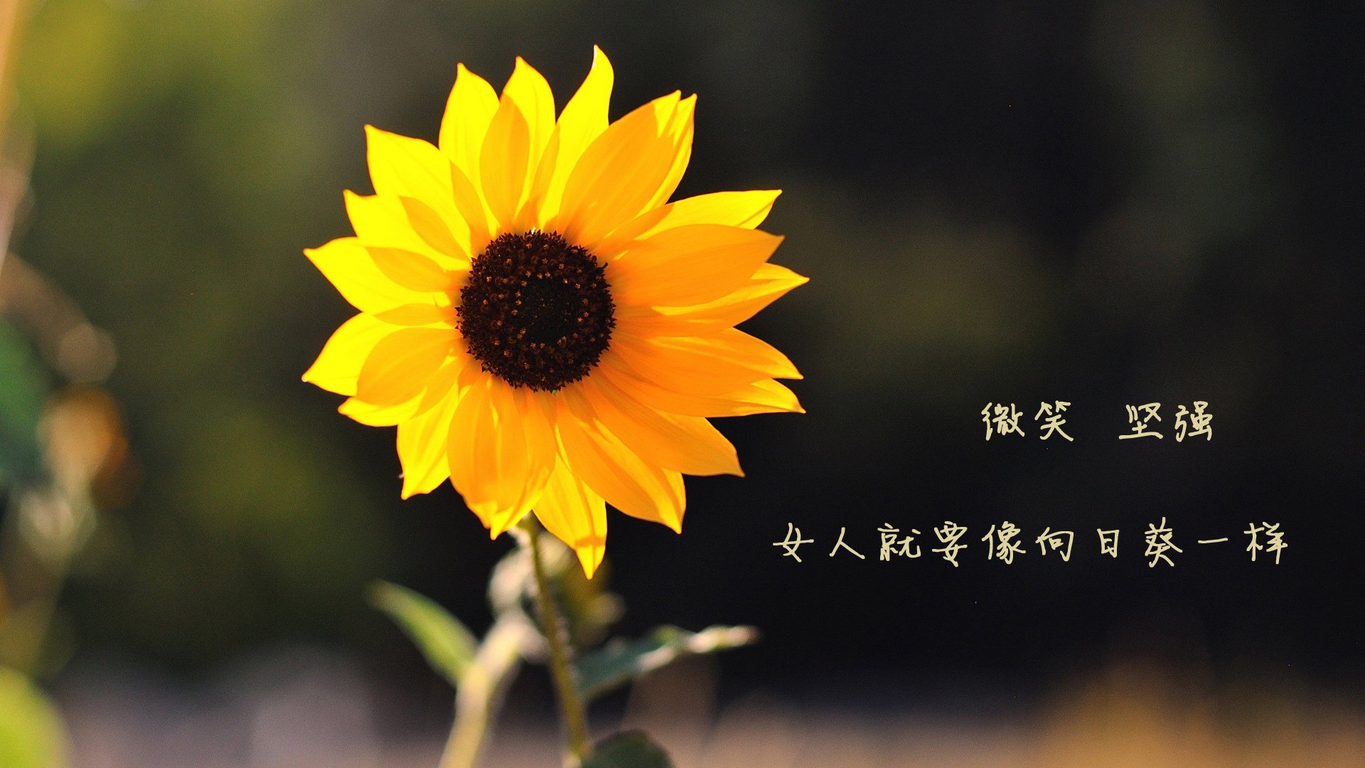 转会市场内幕:豪门背后的价格博弈,转会期大爆料