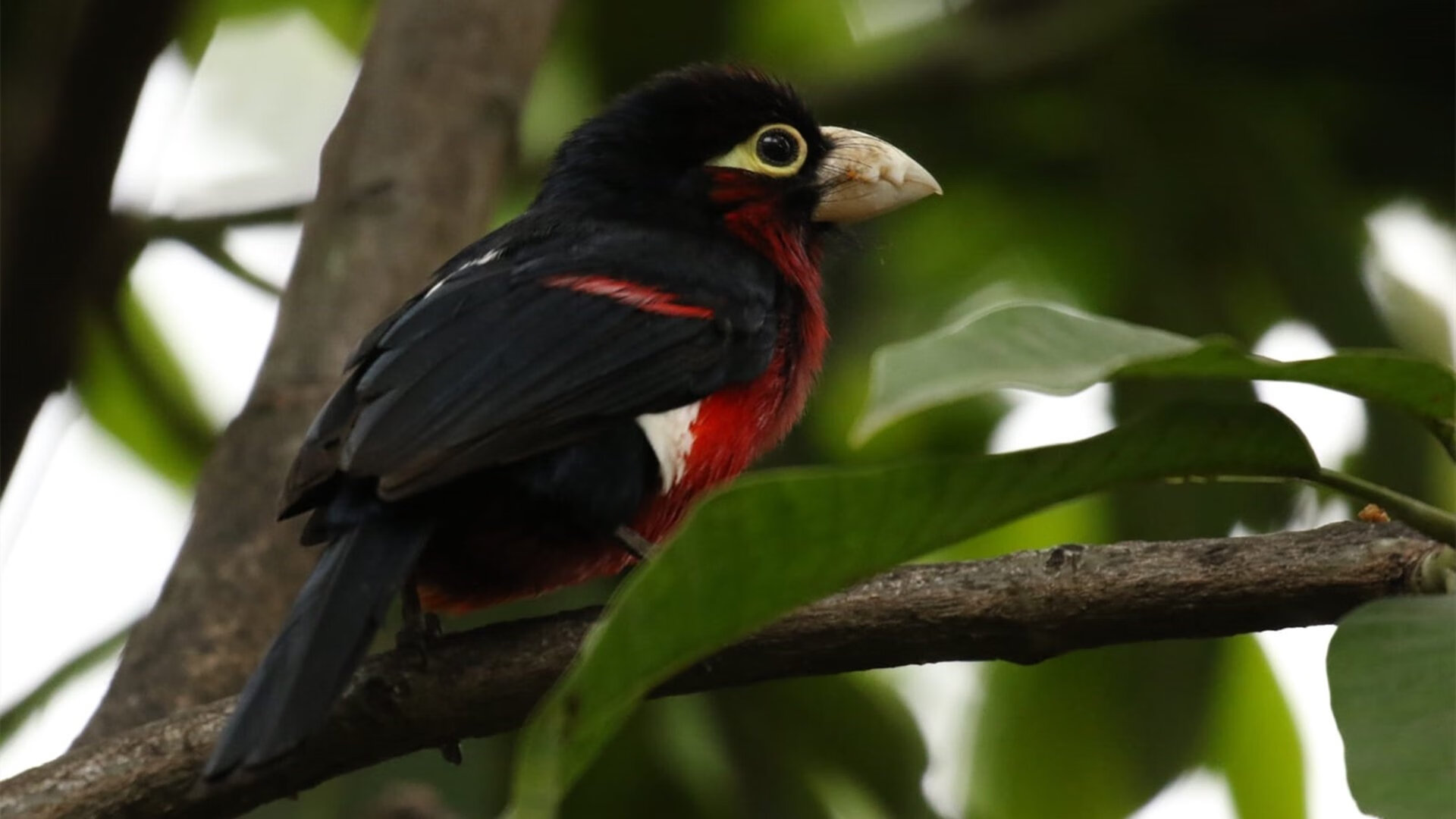 爱游戏体育平台-NBA夏季联赛杨瀚森场均数据抢眼吸粉无数，杨瀚森身高