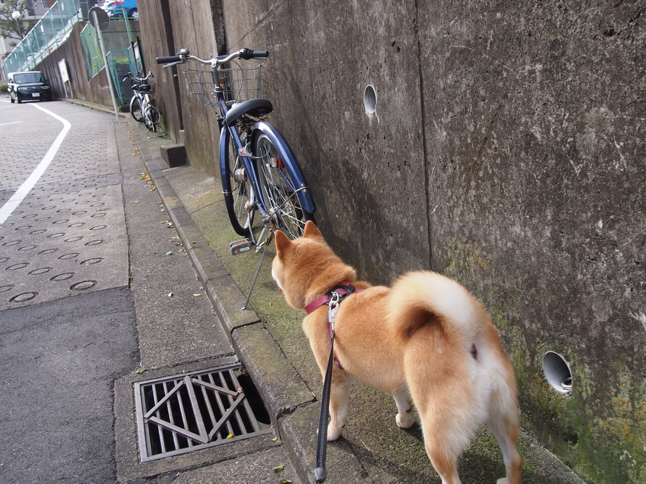 NBA夏季联赛杨瀚森场均数据抢眼吸粉无数,杨瀚森身高