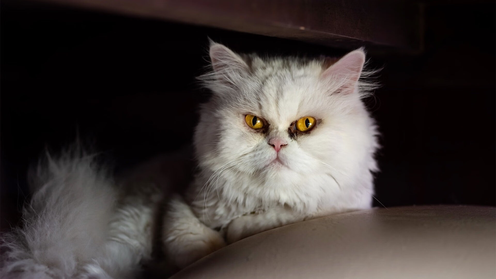 希腊女篮在欧洲锦标赛中再战群雄,荣誉在手,希腊女子篮球超级联赛ds