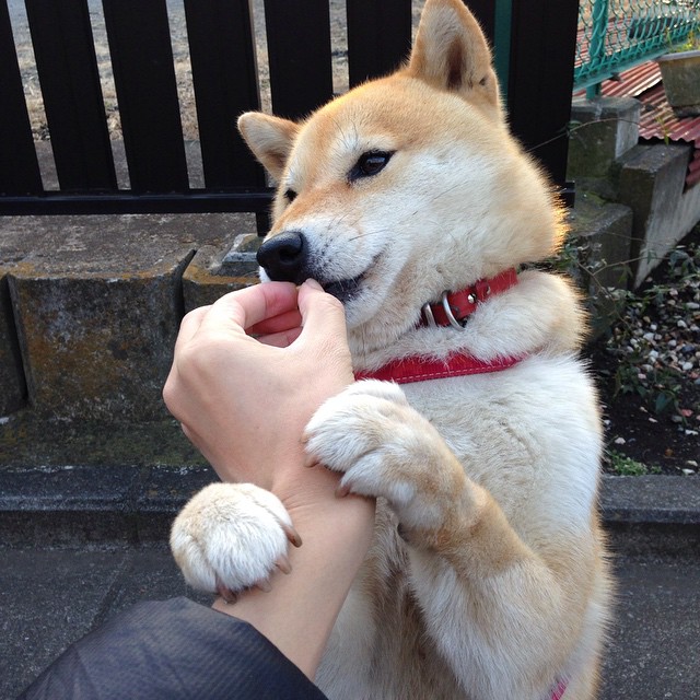 意甲精彩瞬间:场上场下激情四溢!,意甲 视频