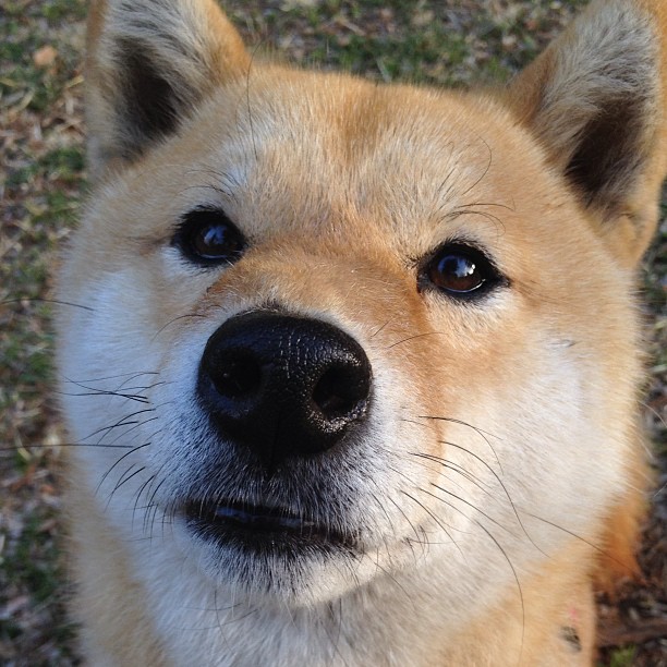 斯密斯:新西兰全黑队的灵魂人物,比赛节奏的掌控者,新西兰smith官网