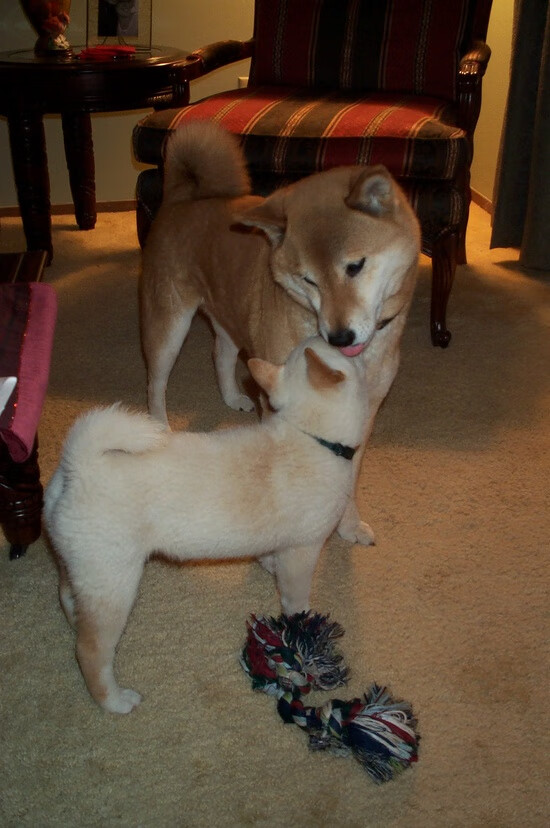 美洲杯明星会战:个人能力与团队配合的极致体现,美洲杯大名单