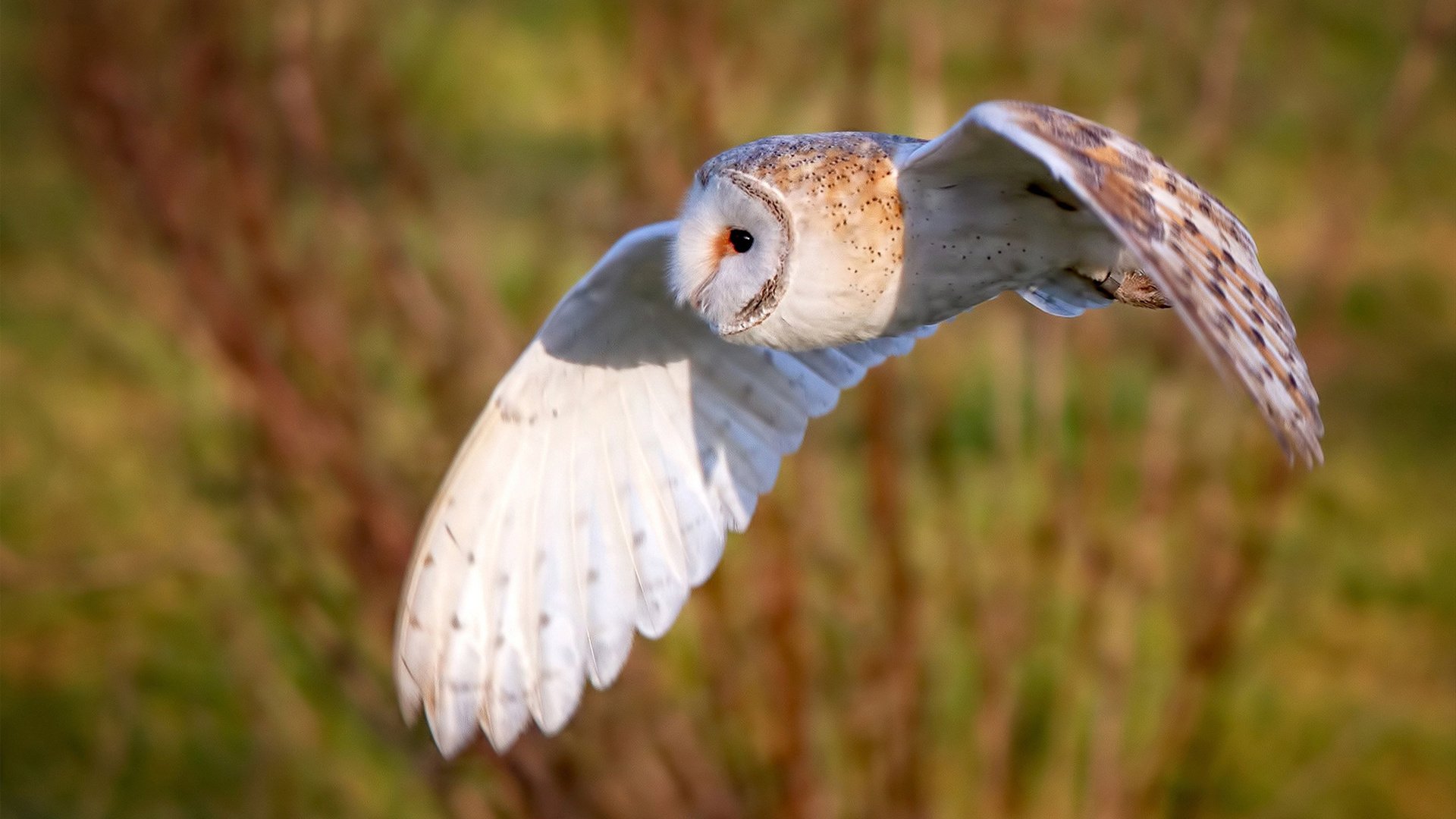 英国男子4×200米自由泳接力决赛表现超预期,男子4×200米自由泳接力世界纪录