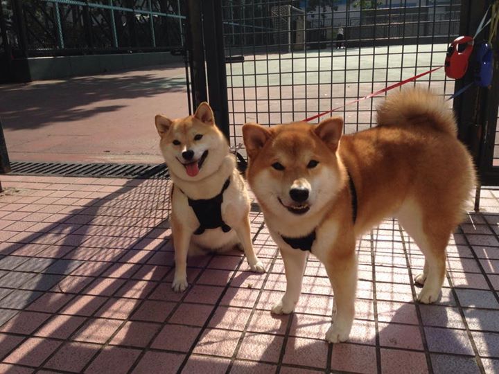 英超变幻莫测:逆境中展现斗志与勇气,zaker 英超